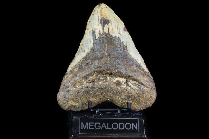 Bargain, Fossil Megalodon Tooth - North Carolina #75516